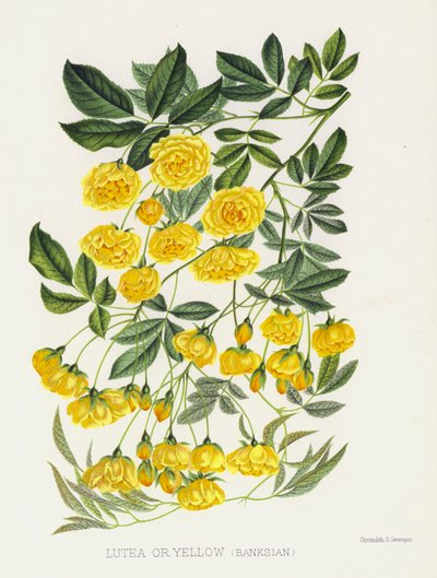 Il Giardino delle Rose: Lutea o Gialla, Banksiana da English School
